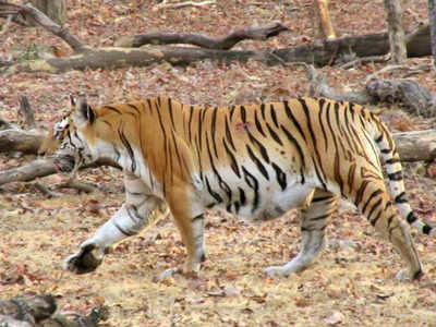Madhya Pradesh: Wanna step into tiger's lair? You are invited | Indore News  - Times of India