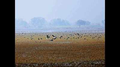 Smog and shrinking wetlands keep migratory birds away from Noida