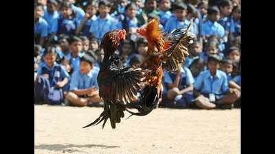 Cockfight cases increased by 267% in Vijayawada