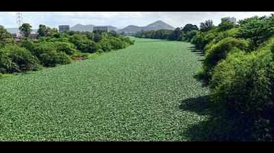 250 truckloads of water hyacinth removed in 71 days from Pavana