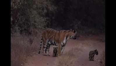 With 19 cubs from 5 litters, Madhuri is supermom of Tadoba