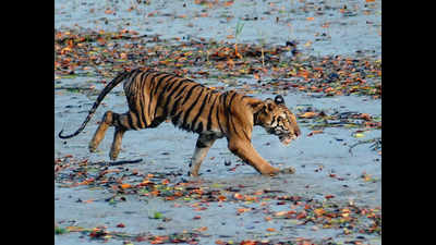 Life Cycle of Bengal Tiger - Birth, Adult, Territory, Death