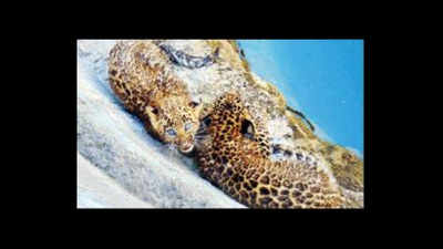 Leopard cubs rescued from well reunite with mother in Junnar