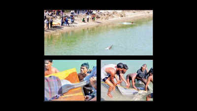 Dolphin rescued from Indira Canal; dies an hour later