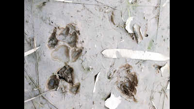 Ralamandal sanctuary: Visitors to be educated about pugmarks and feces of animals