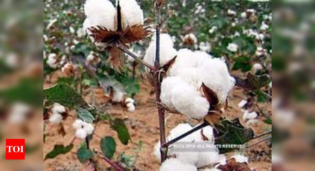 Buy Cotton Seed Oil Cake Good Cotton Seeds Oil Cake from Wintercorn Import  & Export Global Trading Pty Ltd, South Africa | Tradewheel.com