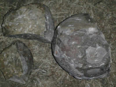 Dinosaur egg found in Gujarat's Balasinor?
