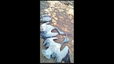16 grey pelicans die in two months at conservation hub