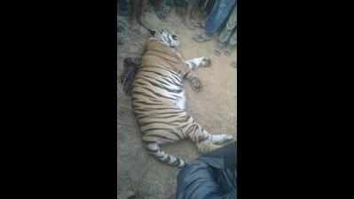 Semi-adult tigress found dead near Chargaon