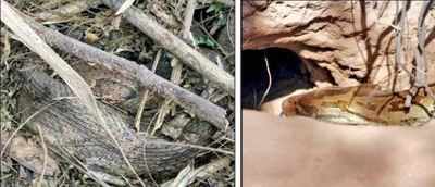 Birder saves viper, youths from each other at Sukhna