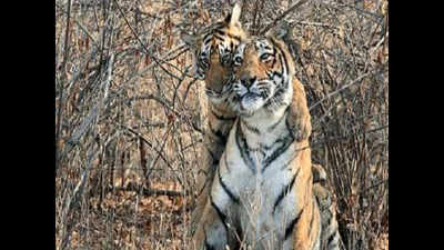 Ranthambhore hosts a record 67 tigers in reserve