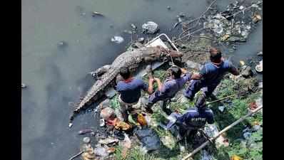 Carcass of 11-foot long crocodile found