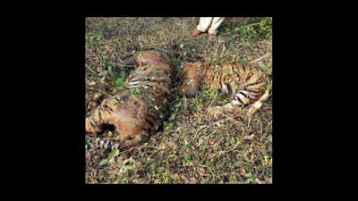 Karnataka: 2 tigers, jumbo found dead at Bandipur reserve; locals suspect poisoning