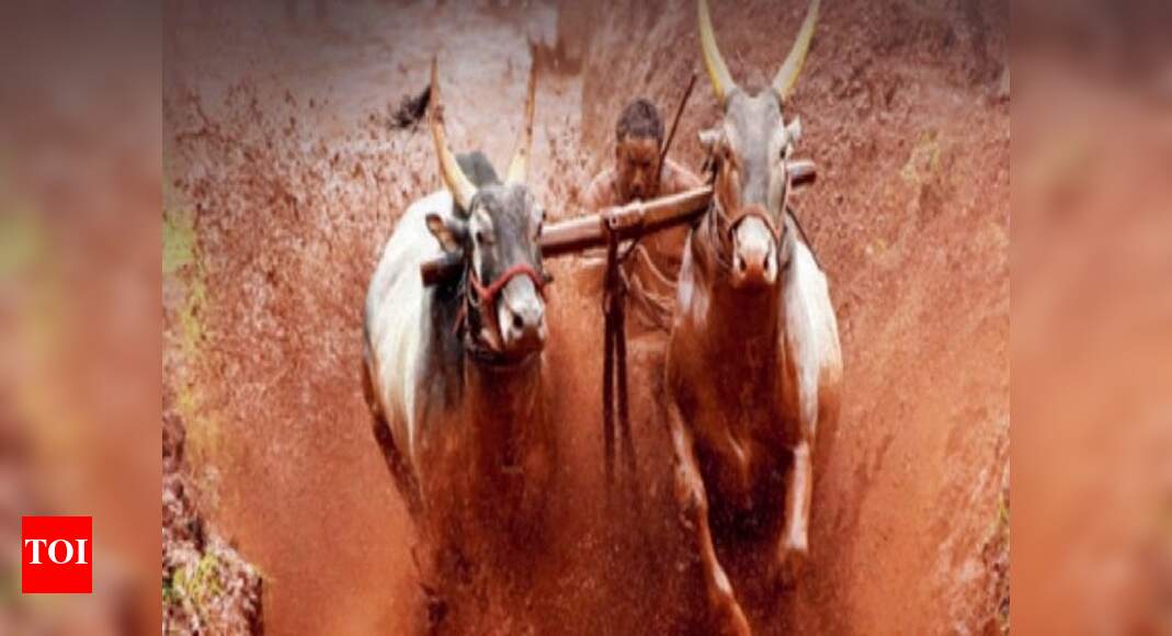 Tamil Nadu: 3 injured as bulls run amok during DMK rally in Karur ...