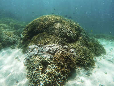 Plastic trash linked to disease in corals: Study