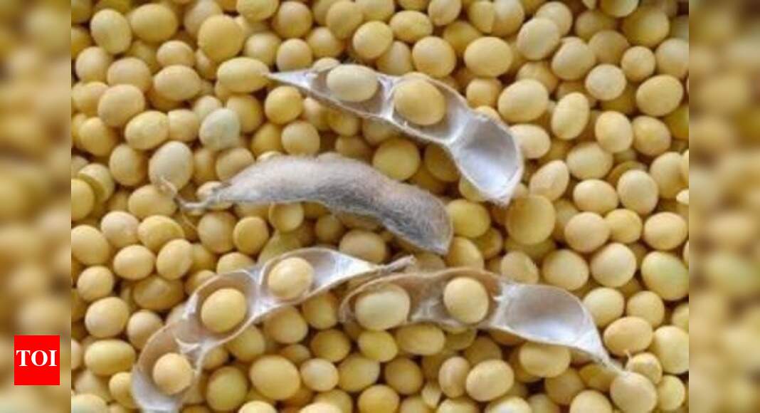 Soyabean Future Soybean futures surge 3.13 on positive overseas cues