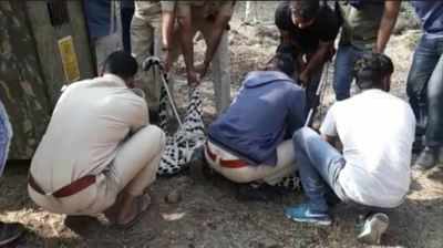 Two leopards die in 2 days, 1 in hit-and-run