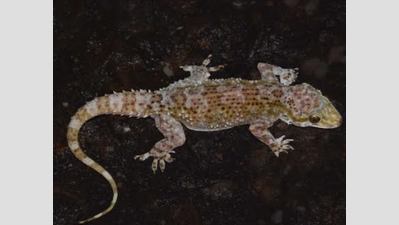 New species of reptile found in Megamalai Wildlife Sanctuary