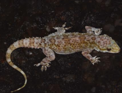New species of reptile found in Megamalai Wildlife Sanctuary