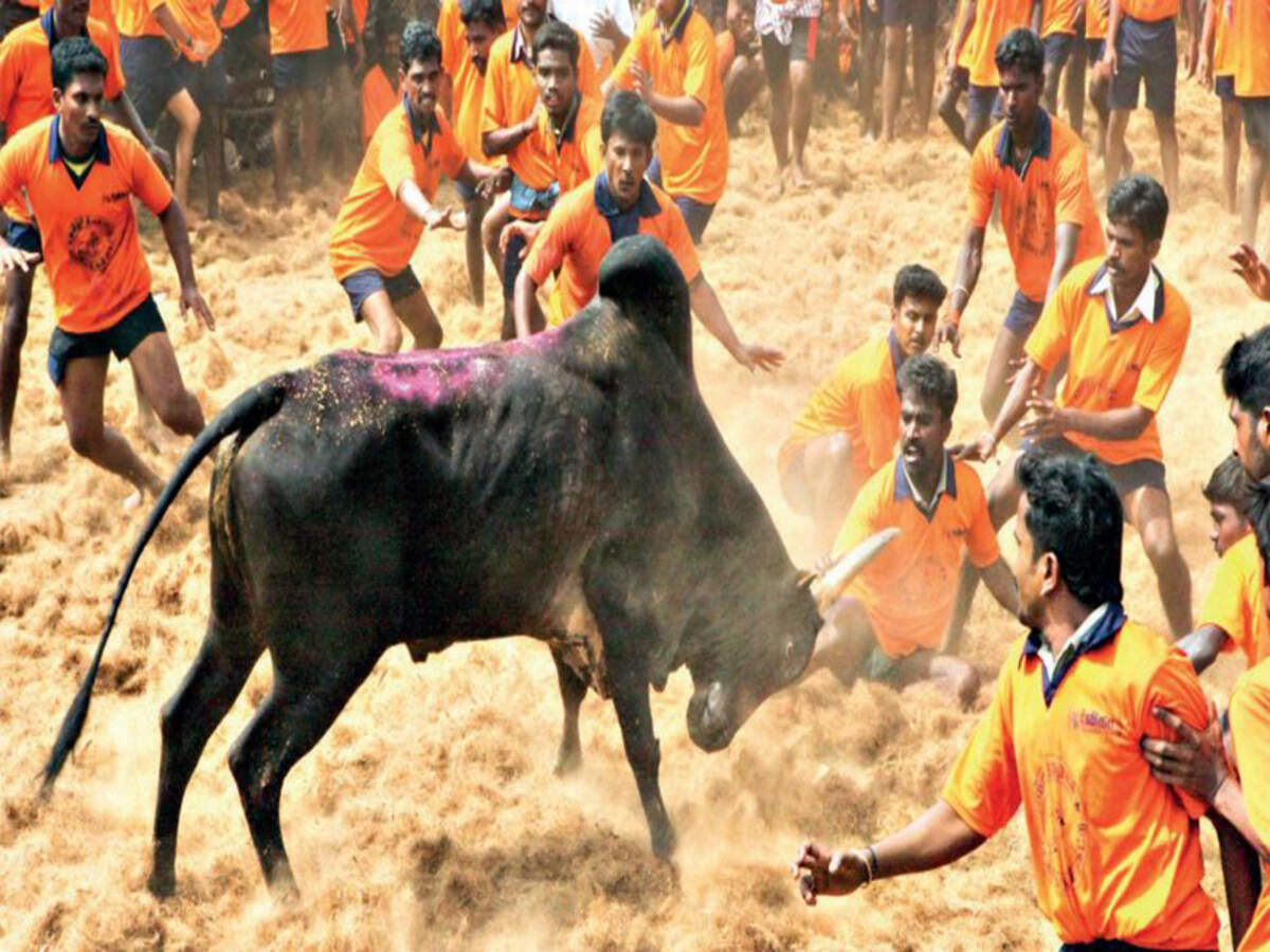 Jalikattu Tirupur Gears For Its First Jallikattu Coimbatore News Times Of India