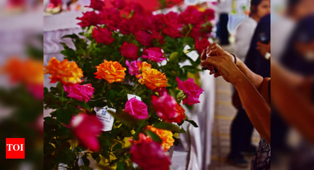 Rose 40 Rise Expected In Pune S Rose Export Pune News Times Of India 40 rise expected in pune s rose export