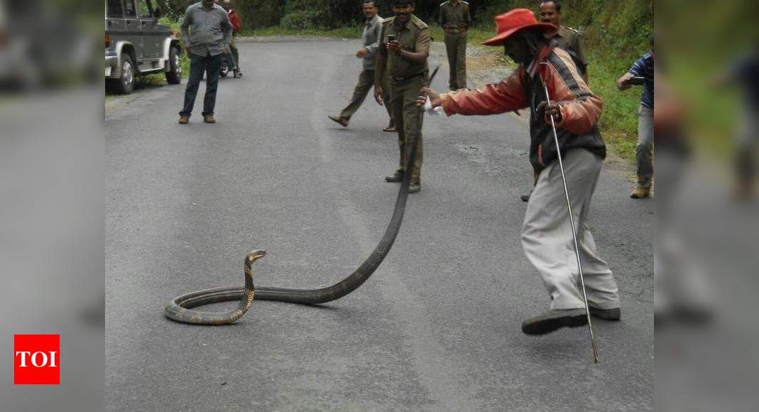 Cobra: Snake catcher in Rajasthan dies within minutes after being bitten by  a cobra - The Economic Times