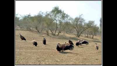 Vultures from cold countries sighted in Jaisalmer's Desert National Park