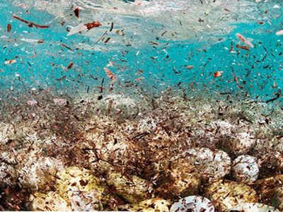 Microplastics threatening giant ocean animals: study - Times of India