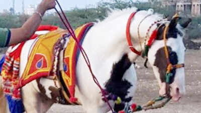 Watch: Rare breed horse whose owner refused Rs 2 crore offer from prospective buyer