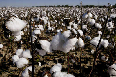 Bt cotton doubled production, minimised harm by pest: Govt