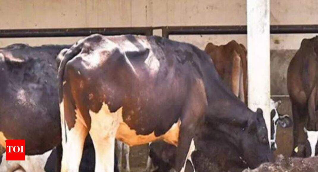 cow urine UP govt to sell packaged bottles of cow urine as health