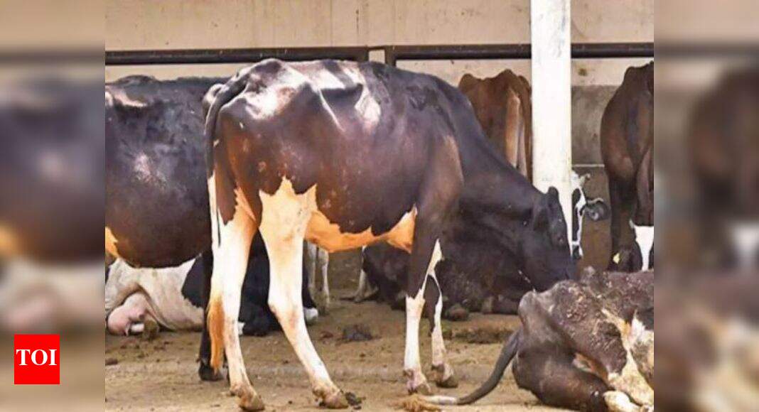 Cow Urine UP govt to sell packaged bottles of cow urine as health