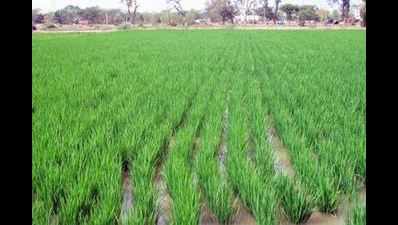 Telangana extends crop capital scheme for both rabi and kharif seasons