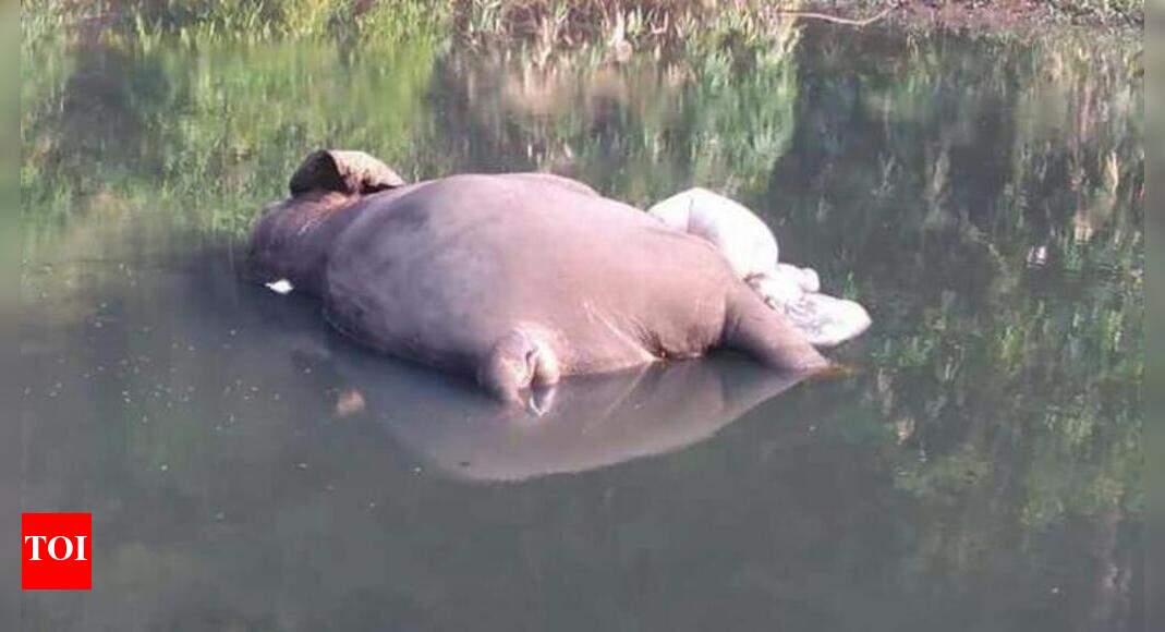 Elephant Plastic waste kills elephant near Pamba Thiruvananthapuram