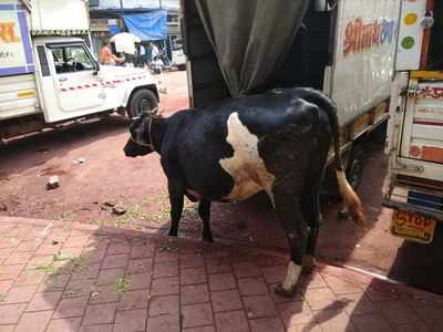 Torture foe cow and risk for pedestrians