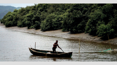 Frequent fires along Thane creek line mangroves upset locals