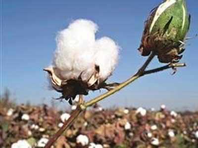 Drop in yields, cotton output estimates lowered in region