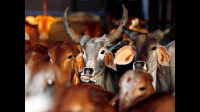 Cow’s that! UP prisons to run ‘gaushalas’