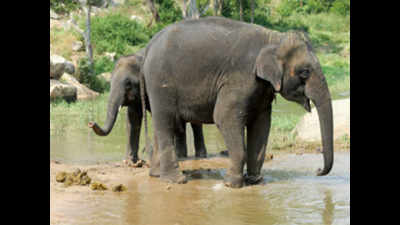 Zoo to conduct camp for jumbo rejuvenation