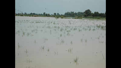 Paddy crop in 4 lakh acres under water stress in Tamil Nadu