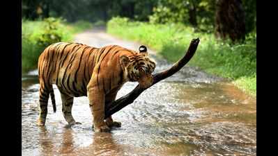 Footprints of tigers found in two ranges of Indore division