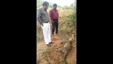Cub leopard dies after fight with wild bore, villagers fear retaliation