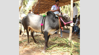 Native cows steal show at Pollachi cattle fair
