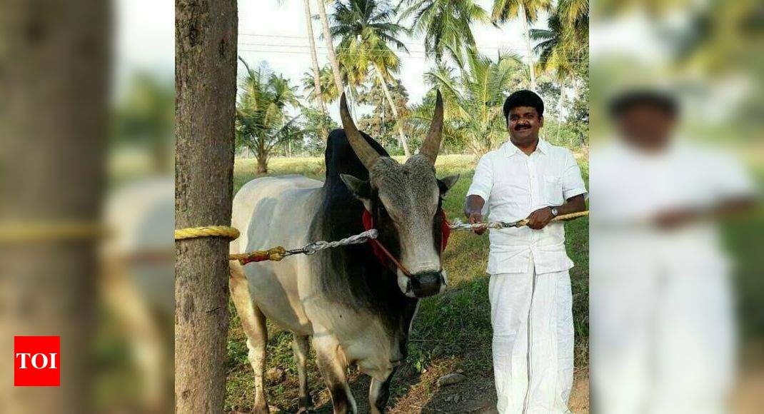 Jallikattu: Bull Raised By Tn Health Minister Vijayabaskar Dies During 