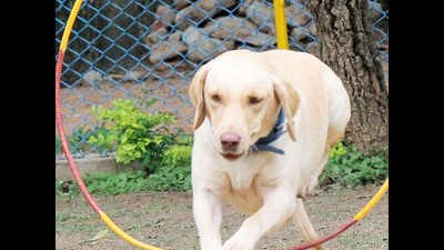 ‘Royal’ breeds grab spotlight at canine show in Madurai