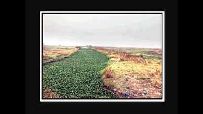 Vasai locals see red over ‘growth centre’ on 1,560-acre wetland