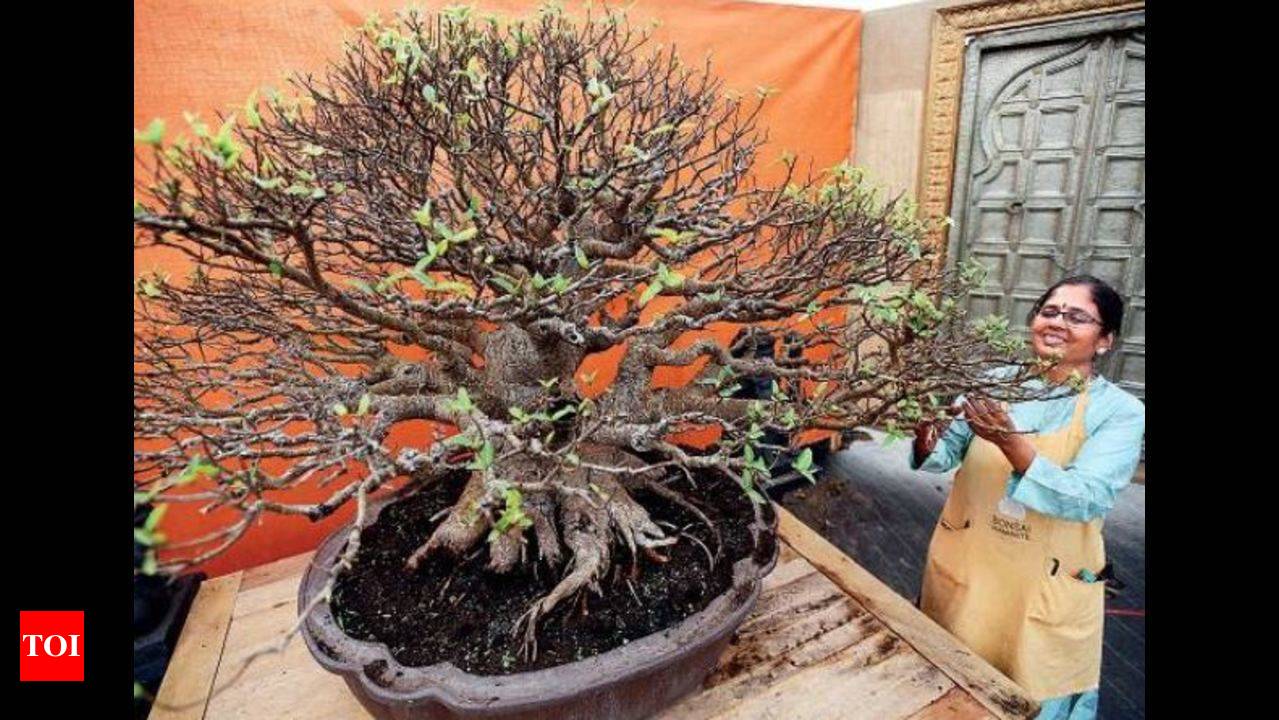 Bonsai Trees for sale in Pune, Maharashtra