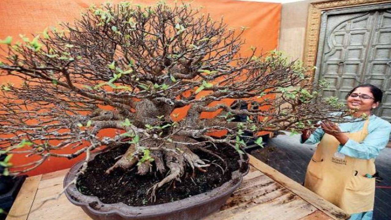 How to Grow Your First Bonsai
