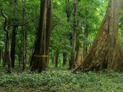 India’s forest cover increases by 1%, but NE a cause for concern