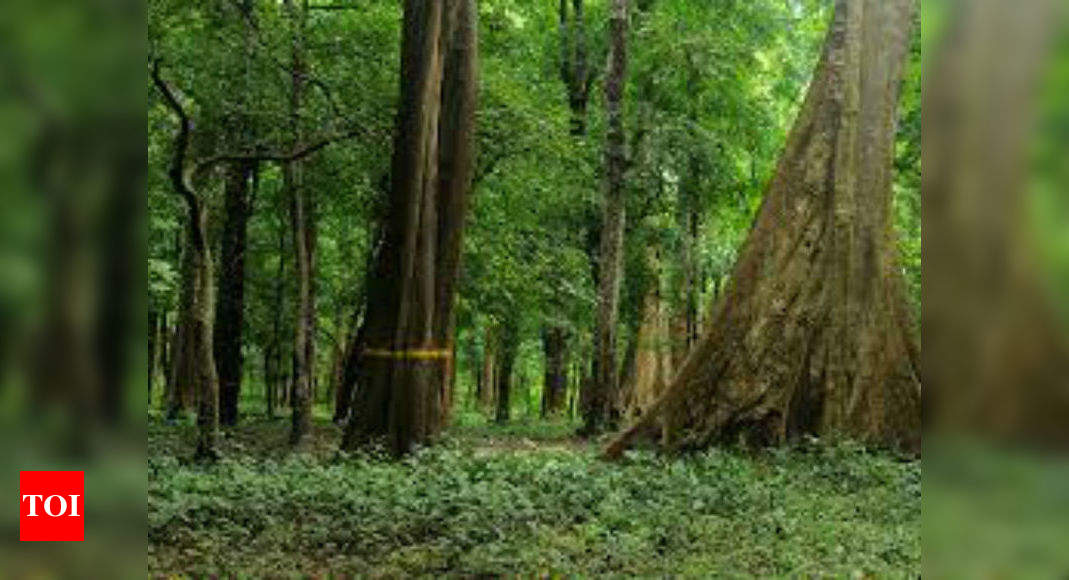 India's forest cover increases by 1%, but NE a cause for concern ...